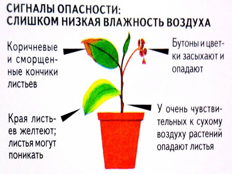 Выращивание бонсай из семян в домашних условиях: правила посадки и уход