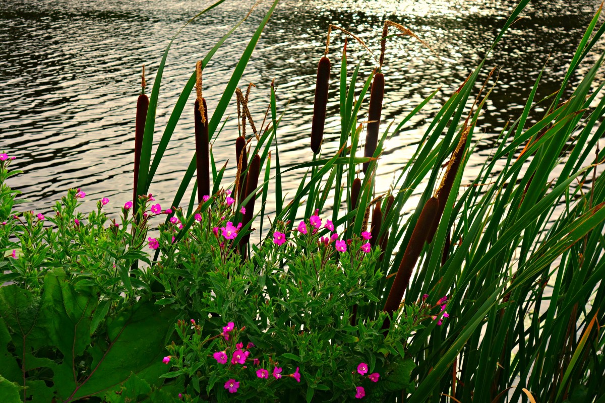 Растительность в озере
