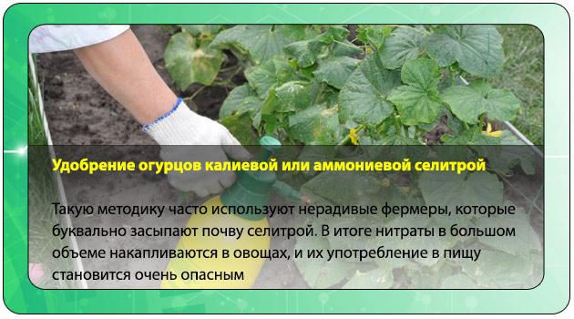Азофоска: состав, применение удобрения на огороде и в саду, инструкция