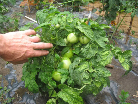 Томат "демидов": характеристика и описание сорта, фото помидоров русский фермер