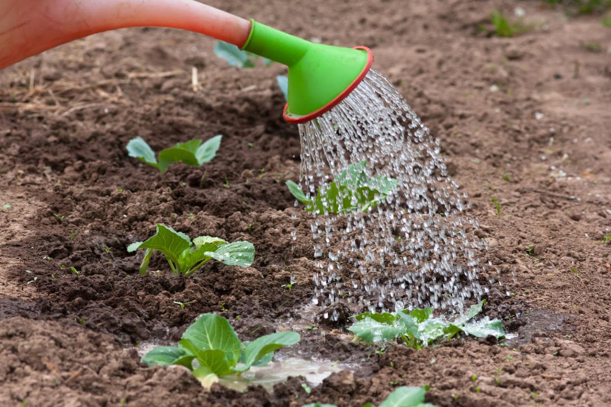 Стевия: выращивание в домашних условиях из семян, посадка и уход на даче в открытом грунте или в комнате на рассаду, как посеять и собрать урожай