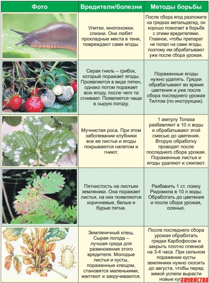 Виды гортензий: названия, описание, особенности выращивания и ухода, фото - sadovnikam.ru
