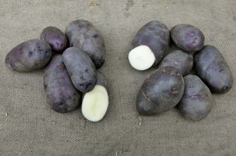 Сорта картофеля для средней полосы россии с фото и характеристикой