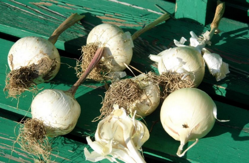 Белый репчатый лук сноуболл. описание сорта и особенности выращивания овоща