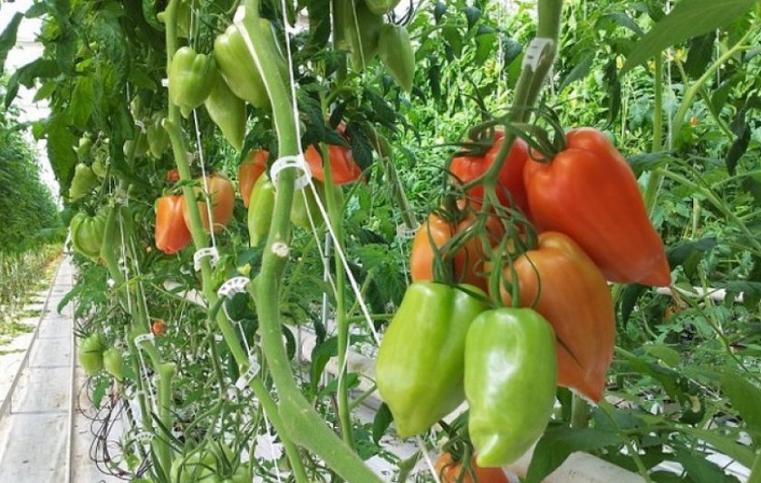 Описание гибридного томата корнабель и выращивание сорта рассадным способом