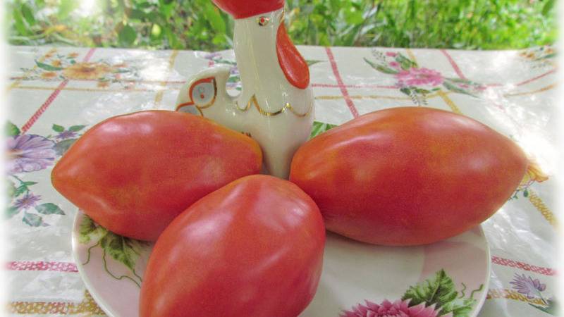 Необычные и редкие сорта томатов по форме, окраске, вкусу и цвету