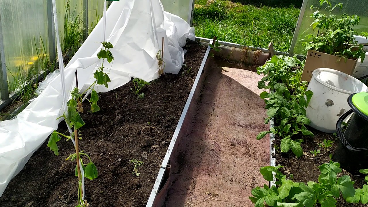 Агротехника выращивания ранних огурцов в теплице