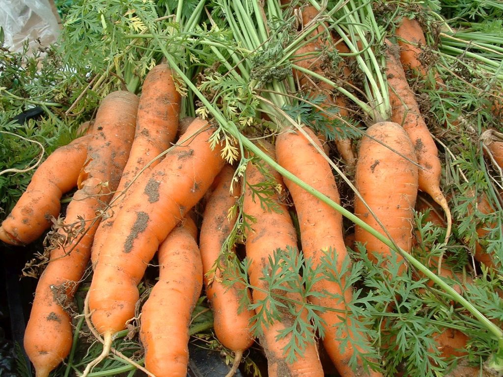 Посадка моркови под зиму: осенью, сроки посадки, сорта, инструкция, видео﻿