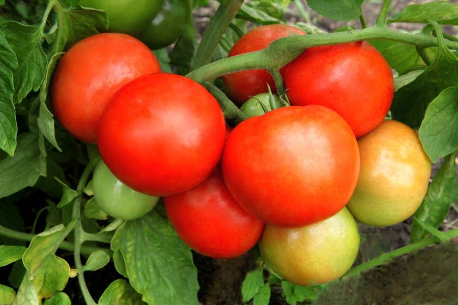 Томат урал f1: описание сорта, особенности выращивания и урожайность