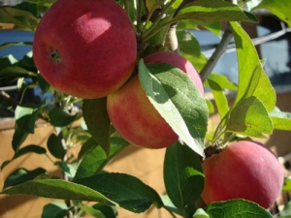 Описание сорта яблони серебярное копытце: фото яблок, важные характеристики, урожайность с дерева