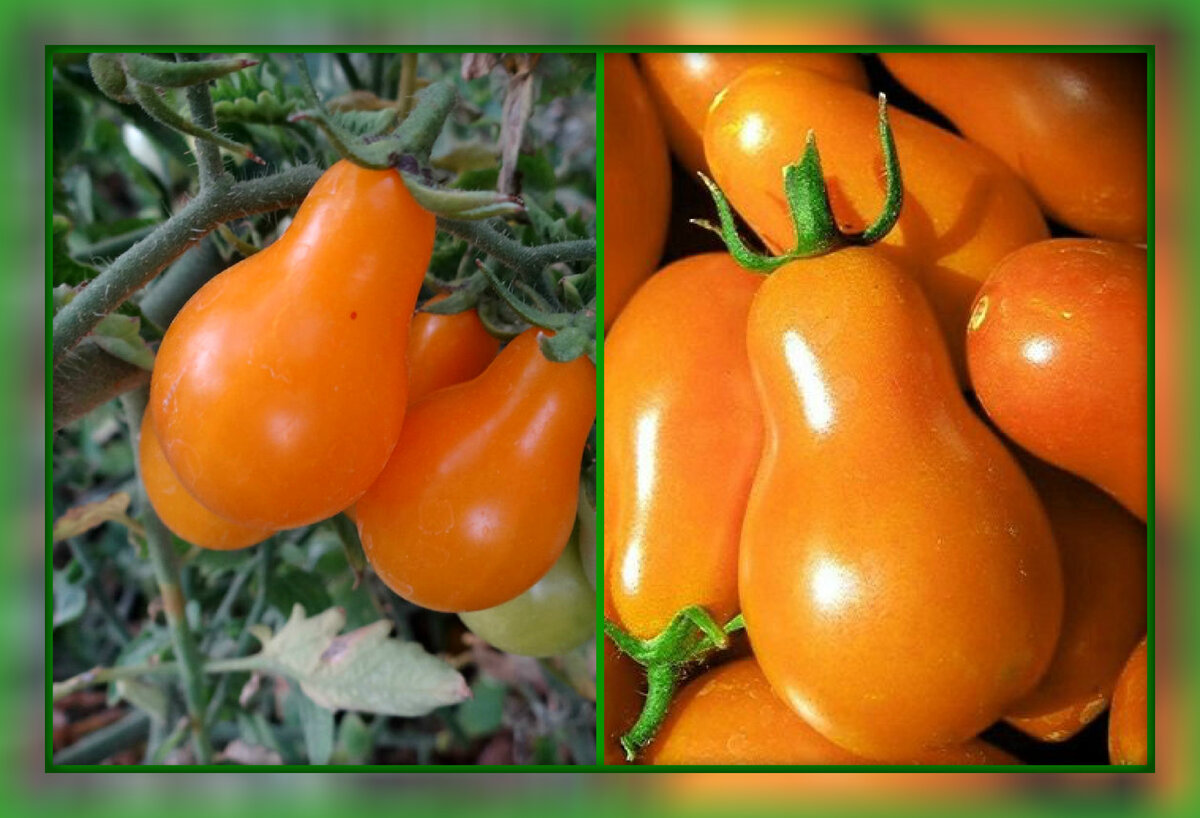 Характеристика томатов грушевидной формы