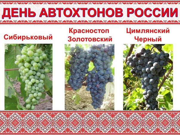 Виноград «красотка»: описание сорта, фото и отзывы, правила посадки и выращивания
