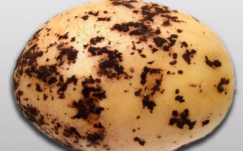Описание и лечение парши (ризоктониоза) картофеля, современные меры борьбы