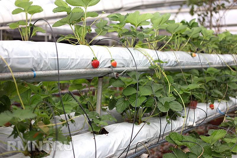 Клубника на гидропонике в теплице, в домашних условиях круглый год. урожайность, технология, как бизнес в 2021 году