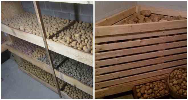Как сохранить картошку на зиму: без погреба, в холодильнике, частный дом