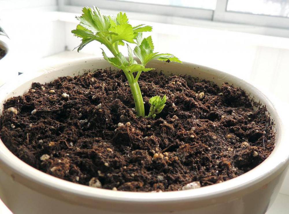 Как вырастить ревень из семян в домашних условиях: советы по посадке и уходу