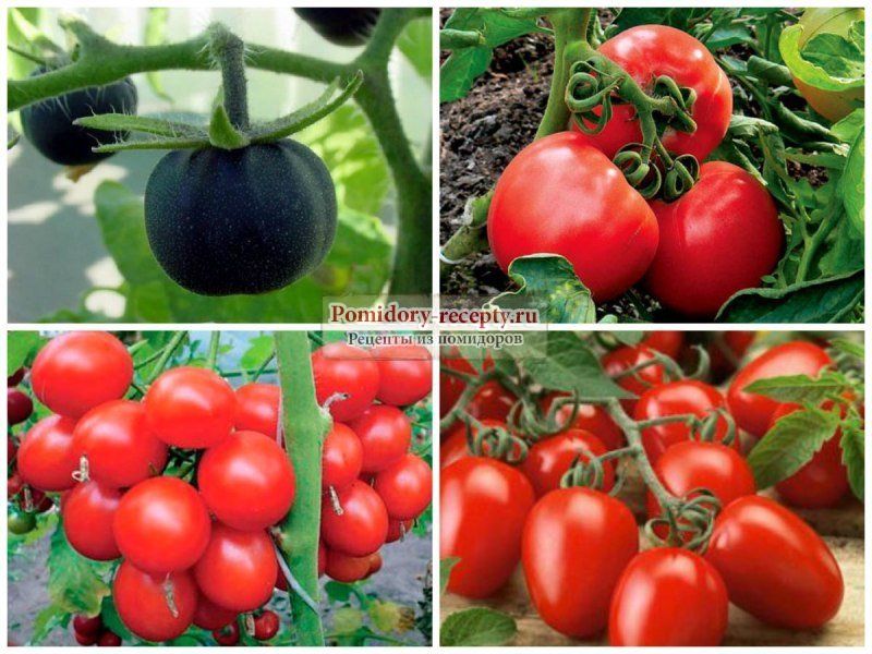 Разновидности сортов томатов для ленинградской области, критерии выбора