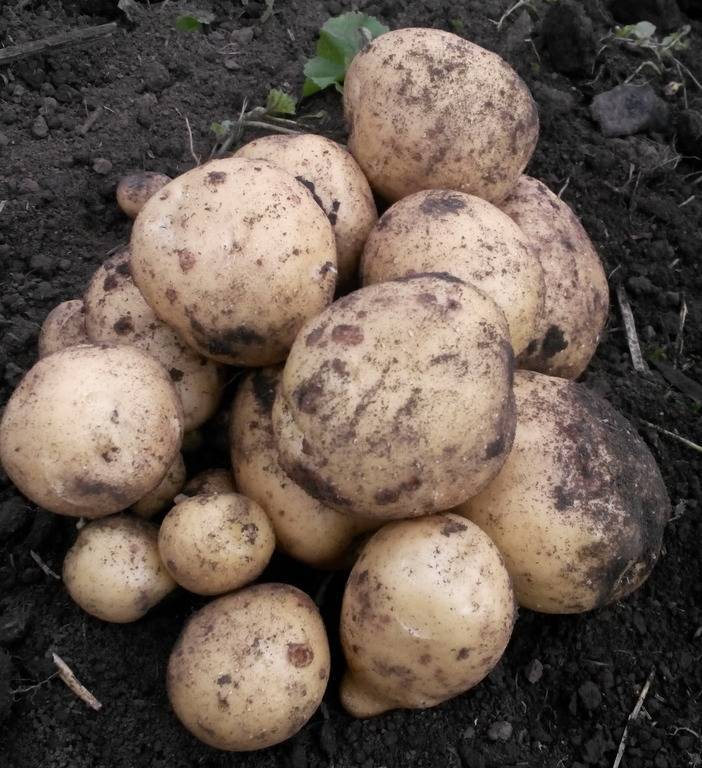 Картофель ласунок: описание и характеристика сорта, правила выращивания, отзывы