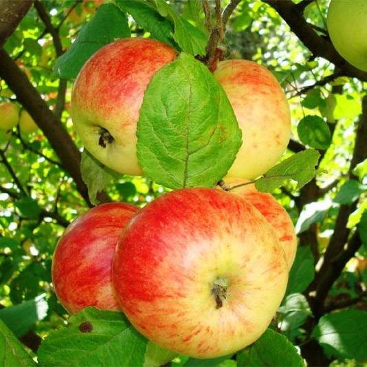 Сорт яблок штрейфлинг: описание, фото, отзывы садоводов