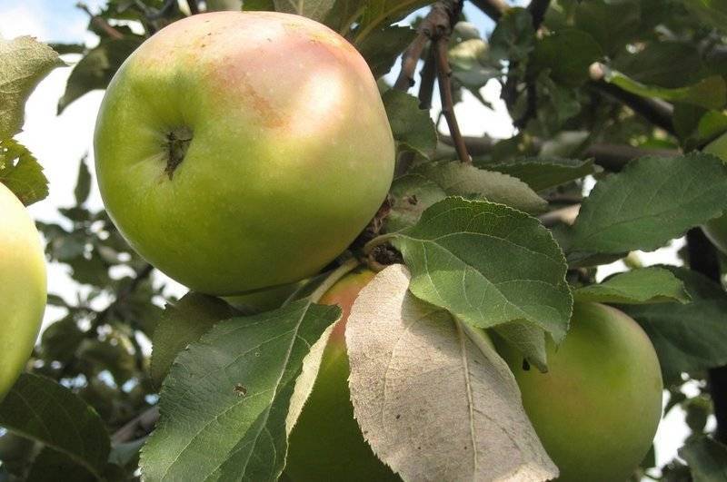 Описание и технология выращивания яблони сорта Яблочный спас