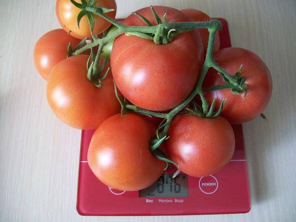 Как выращивать томат «империя»