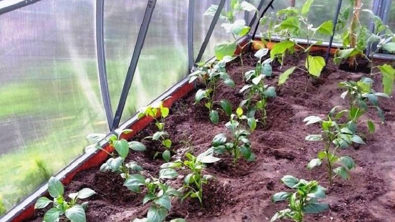 Совместные посадки овощей: какие культуры можно сажать в одной теплице?