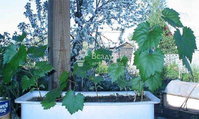 Виноград из косточки: топ правила выращивания дома с фото, видео