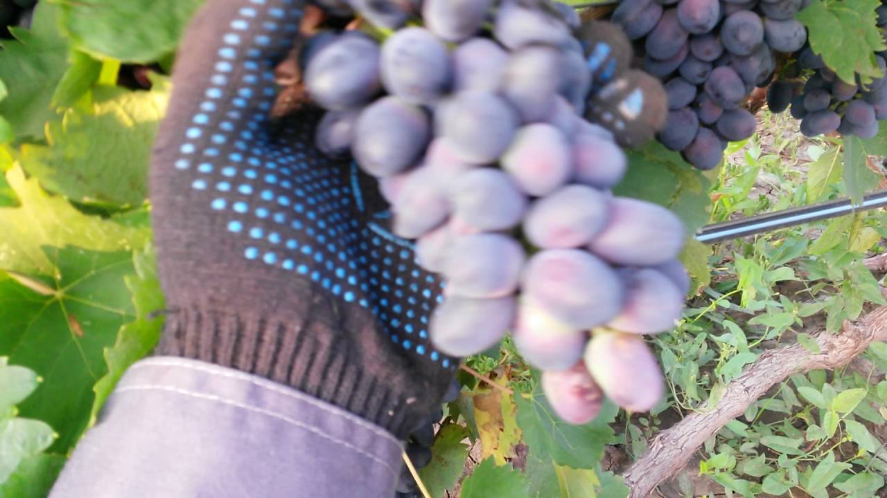 Виноград софия: описание сорта с характеристикой и отзывами, особенности посадки и выращивания, фото