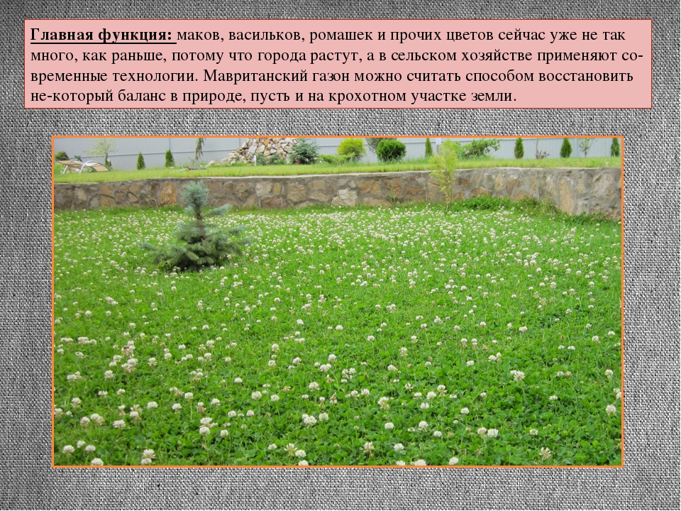 Как создать мавританский газон? подготовка, посев, уход