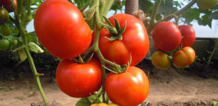Сортовые особенности томата президент