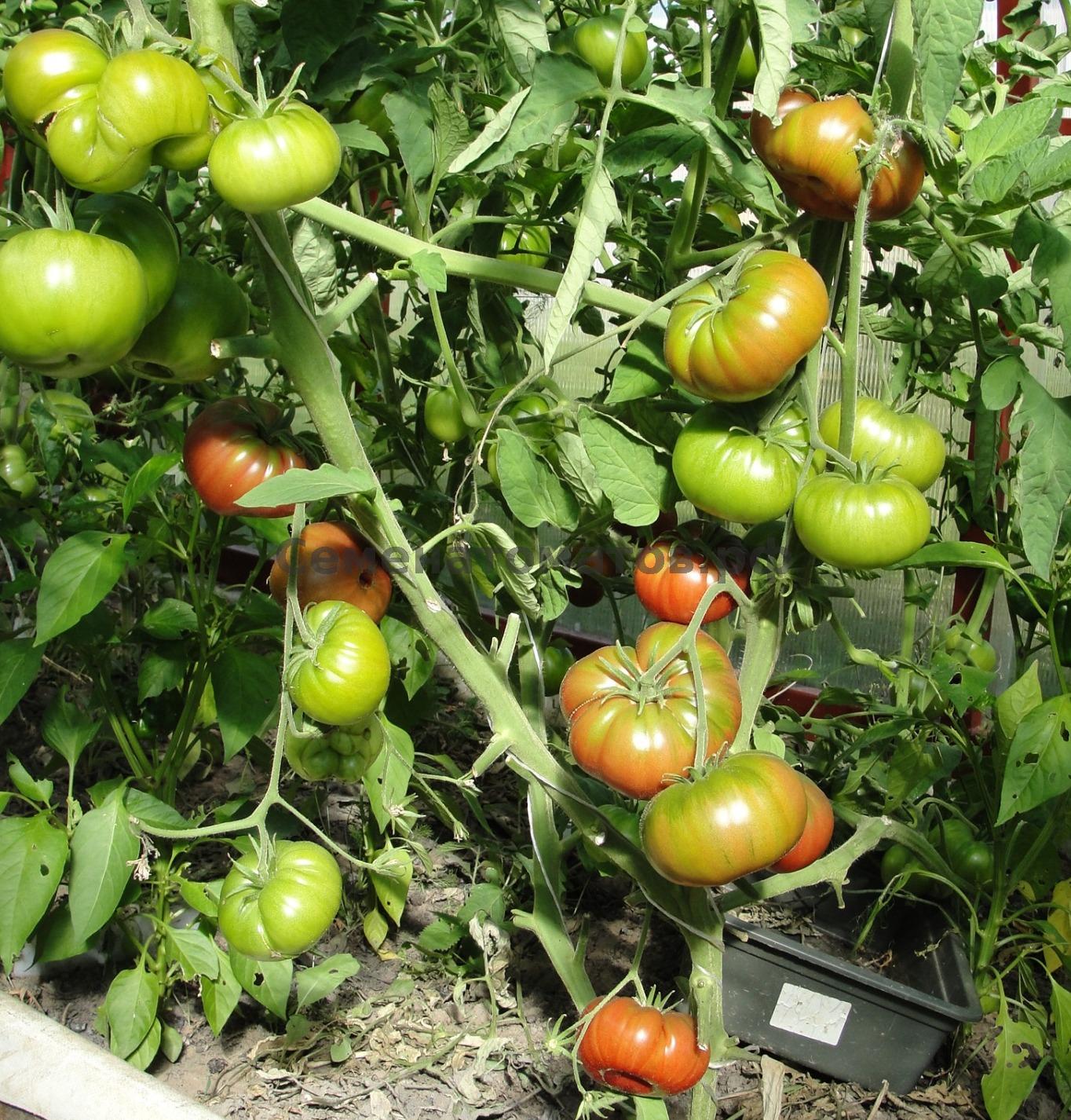 Описание сорта томата корейский длинноплодный и особенности выращивания