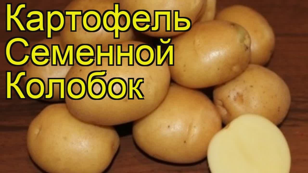 Картофель колобок: характеристика сорта, описание его вкусовых качеств, фото картошки и отзывы тех, кто её выращивал