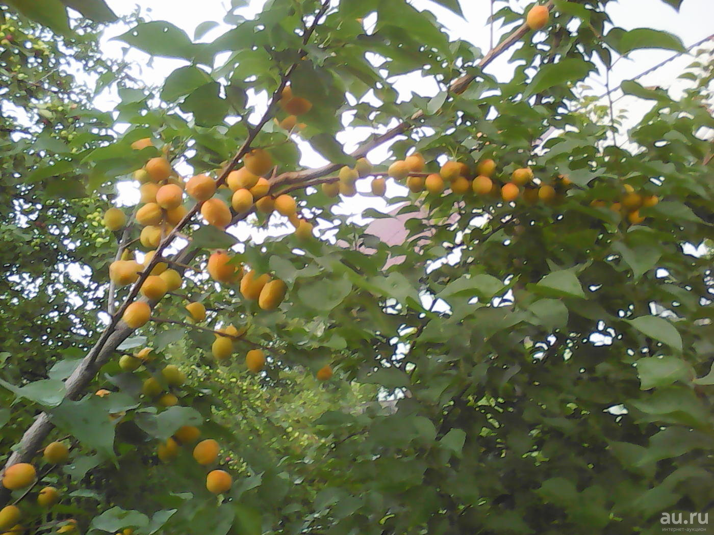 Сорта абрикоса для средней полосы россии, в том числе зимостойкие, самоплодные и низкорослые виды