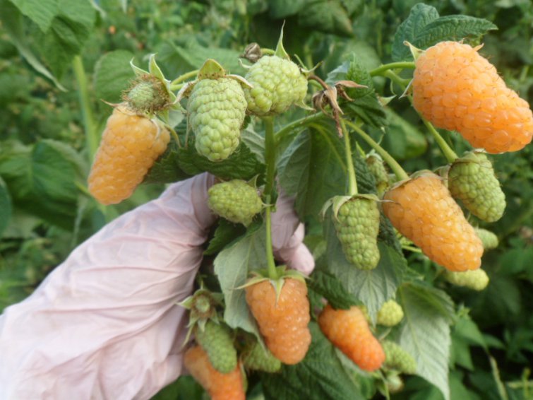 Сорт малины оранжевое чудо, описание сорта с характеристикой и отзывами, а также особенности посадки и выращивания, фото