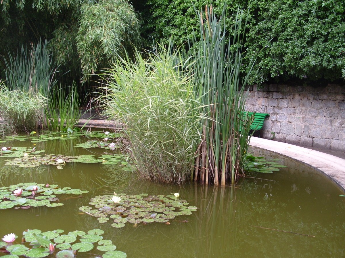 Водные растения для садового пруда, фото | сажаем сад