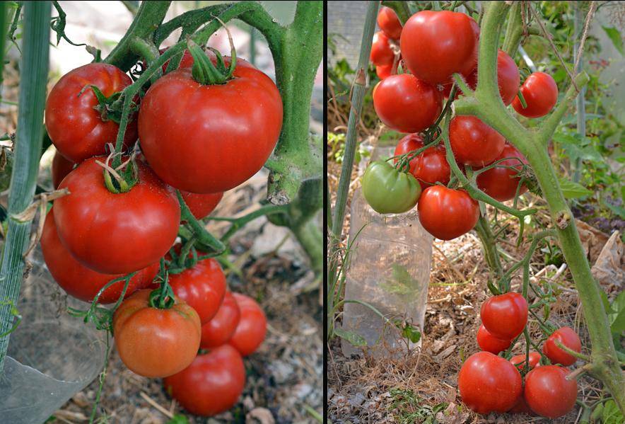 Топ-5 сверхранних томатов