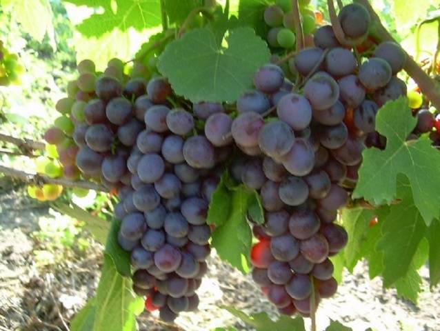 Описание и правила выращивания винограда сорта атос
