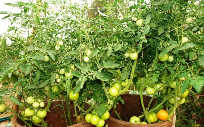 Томаты - посадка и выращивание в открытом грунте или теплице