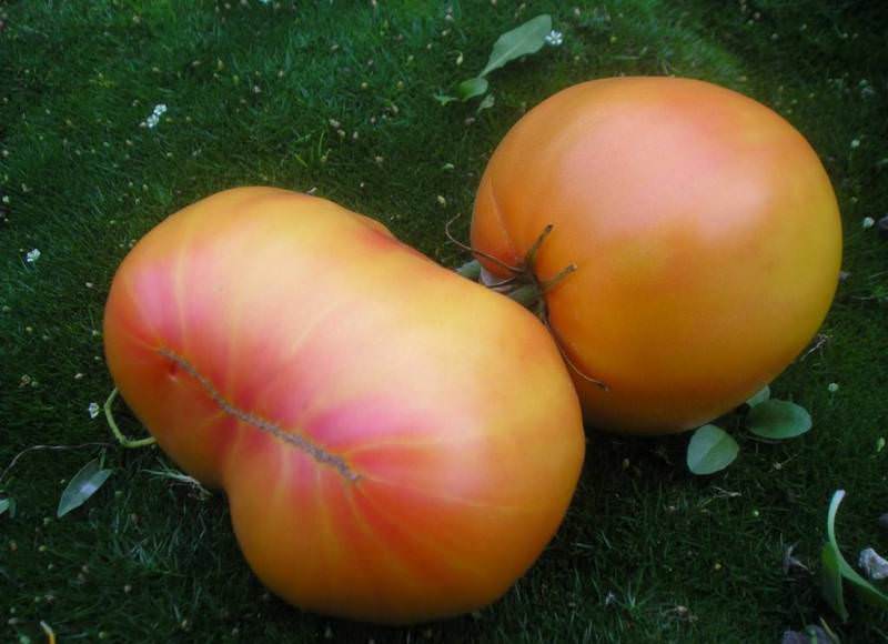 Высокий урожай от сибирских селекционеров — сорт помидор «загадка природы»
