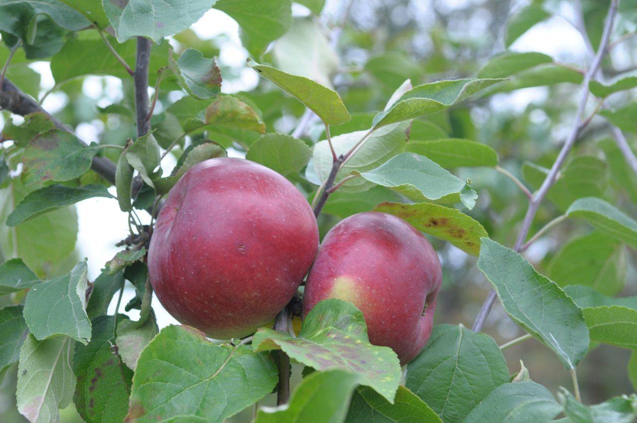 Яблоня белорусская сладкая - описание сорта, фото, отзывы - журнал "совхозик"