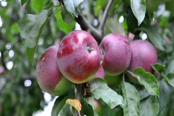 Яблоня "белорусское сладкое": описание сорта, фото, нюансы посадки и ухода