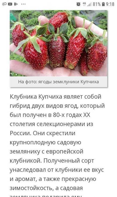 Схема посадки клубники купчиха в открытом грунте