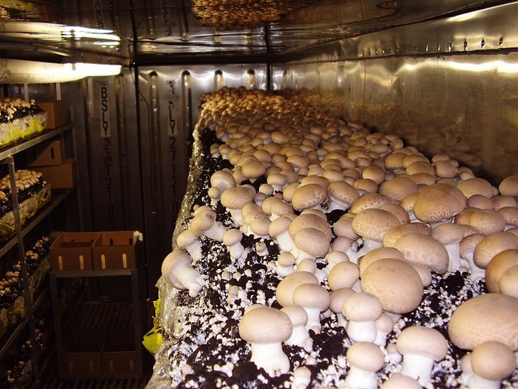 Выращивание вешенок из мицелия для новичков: видео, как выращивать грибы на пнях, в теплицах, мешках