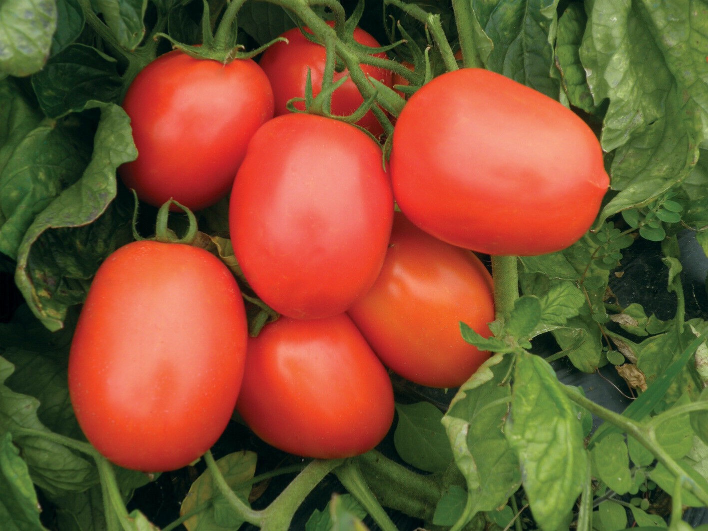 Помидор рио гранде (25 фото): томат, оригинал, описание, сорта, отзывы