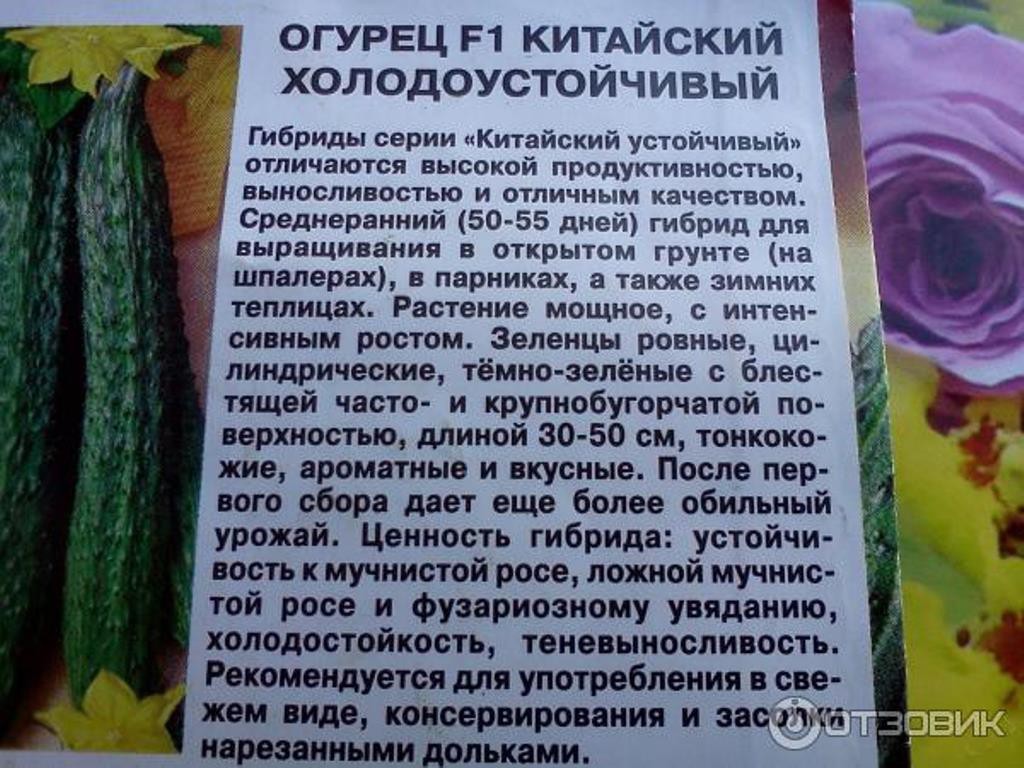 Огурец конкурент описание характеристика сорта фото