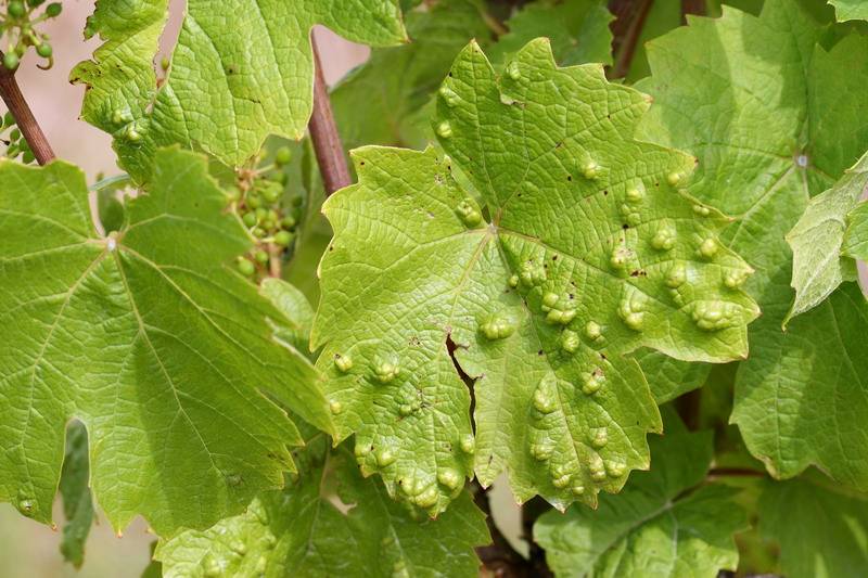 Вредители и болезни винограда: особенности борьбы