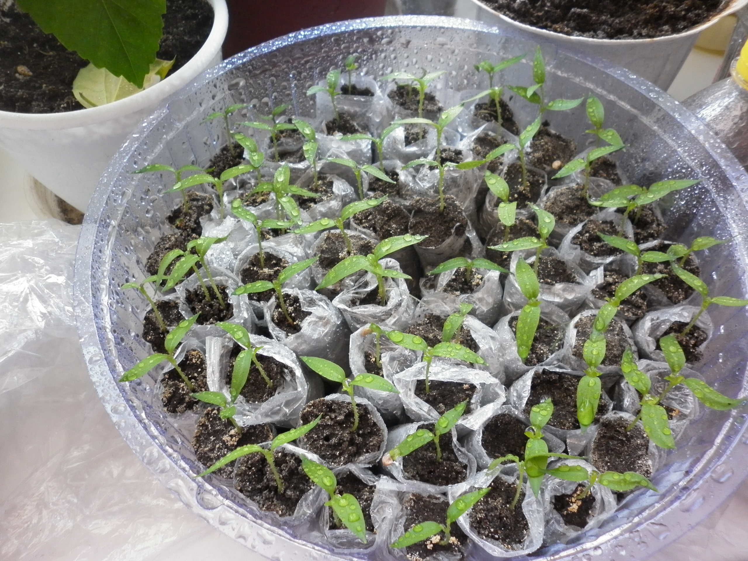 Как вырастить рассаду томатов дома: фото, видео, секрет успешной рассады