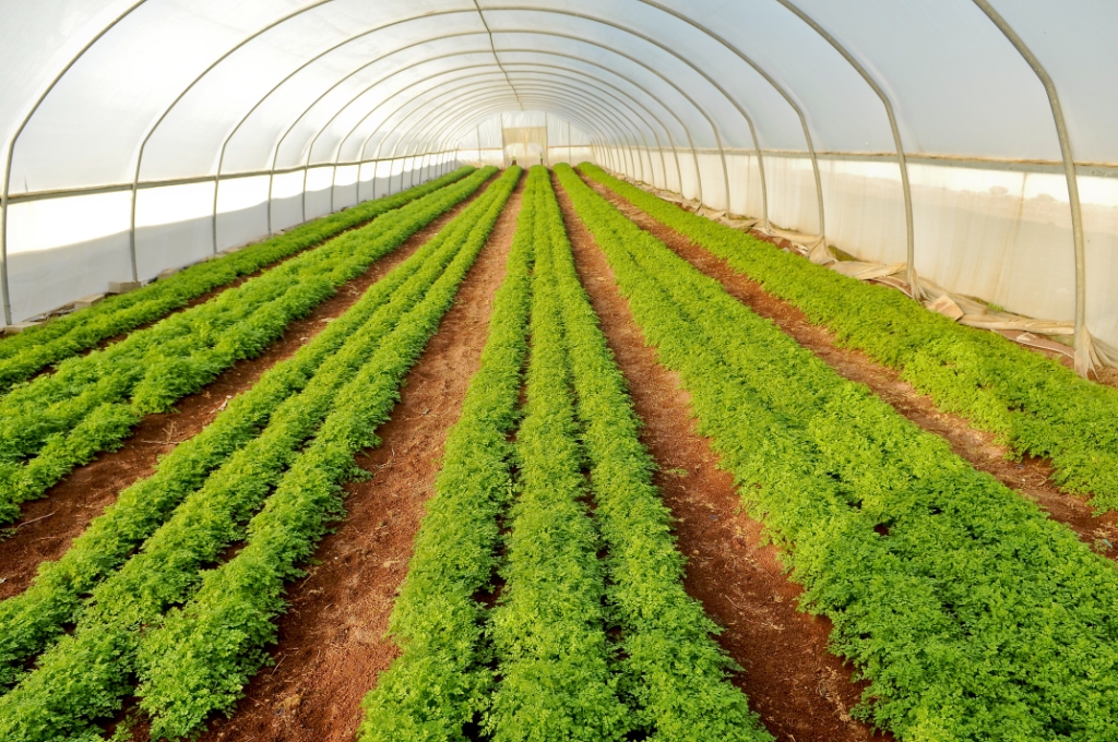 Выращивание зелени в теплице как бизнес: петрушка на продажу, укроп зимой и чеснок, как вырастить круглый год