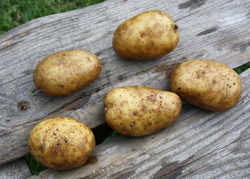 Картофель зекура: описание и характеристика