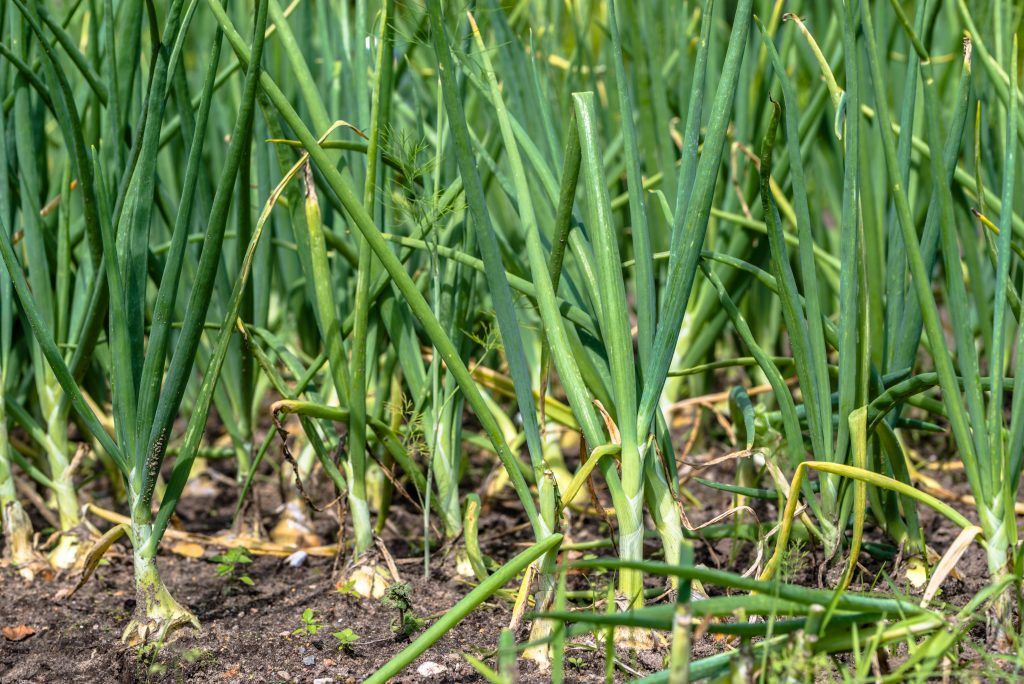 Выращивание зеленого лука в воде: подготовка к выгонке, секреты и хитрости